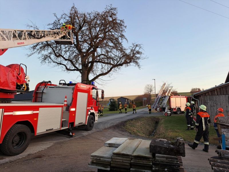 Einsatzfoto Katze im Baum